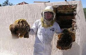 Gold Canyon Bee Removal employee holding removed comb